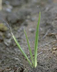 Image result for Curculigo pilosa