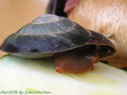 Species within the genus caracolus include: Caracolus Excellence Wildlife Photo Gallery Tieres Webseite