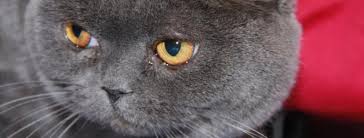 Canned wet pet food : Voluntary Recall For Hill S Pet Nutrition Canned Dog Food Eastlake Veterinary Hospital