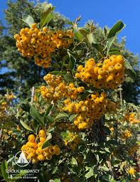 Image result for Pyracantha coccinea soleil d'or