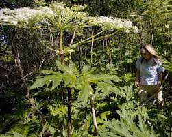 The plant has green thick stems with white flowers and green toothy leaves. 3 Toxic Plants In Bc Loon Lake Lodge Retreat Centre