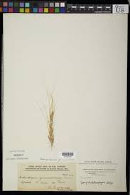 Image result for Diheteropogon filifolius