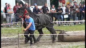 Dâmbovița subscribe to our channel▻declips.net/user/lookanimal. Concurs Cu Cai De Tractiune Proba De Dublu Rasnov Brasov 14 Iulie 2019 By 1jagdterrier