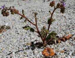 Image result for Ficalhoa