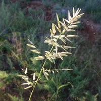 Image result for Eragrostis caespitosa