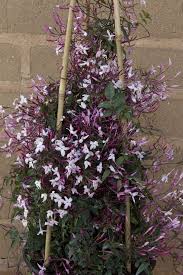 Everybody loves this sweetly scented pink jasmine. Pin On Houseplants