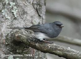 Backyard Birds Of Middle Tennessee Tennessee Watchable Wildlife Dark Eyed Junco Wildlife Sibley Guide To Birds Common Birds