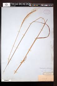 Image result for Trachypogon