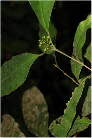 Image result for Rytigynia sp. M