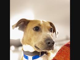 Kc pet project is also seeking fosters who will help these animals recovery in a home. Adopt A Pet From Avon Area Shelters New Pets Added This Week Avon Ct Patch