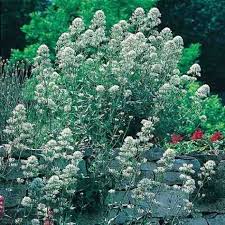 Valeriane Blanche Centranthus Ruber Albus