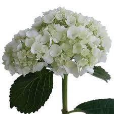 Dip each stem into the water for 15 to 30 seconds and then place them in room temperature water. Fresh Cut Hydrangeas Globalrose