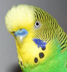 Birds With Yellow Feathers On Head Head Detail Of A Male Budgerigar Budgerigar Budgies Pet Birds