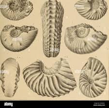 Image result for Isonema