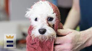 The Best Dog Tear Stain Remover Wfla