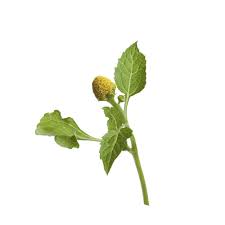 Image result for Acmella