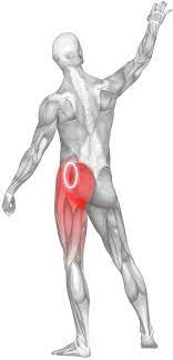 The diagram shows the posterior (rear) view of the buttock. Massage For Hip Pain Gluteus Medius Minimus