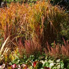 Image result for Miscanthus violaceus