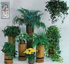Indoor Plants On Pillars Plants Indoor Plants Buy Indoor Plants Online