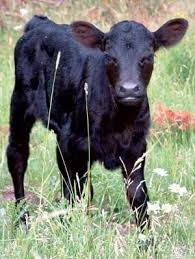 How Now House Cow Cattle Animals Cow