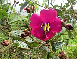 Image result for Triumfetta tenuipedunculata