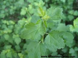 Dwarf form of currant, whose height does not exceed 1 m. Green Mound Dwarf Alpine Currant Wilson Nurseries