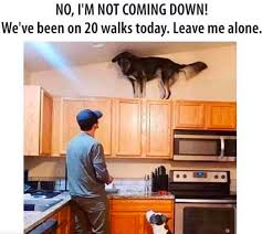 These Quarantine Dog Memes Will Make Your Day A Little Brighter It S Rosy