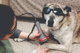 Applications of photobiomodulation – looking beyond the orthopaedic cases -  Veterinary Practice