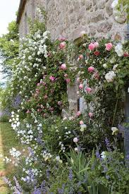 La Magie Des Rosiers Grimpants A Retrouver Chez Promesse De Fleurs Pepiniere En Ligne Jardins Champetres Beaux Jardins Jardin Romantique