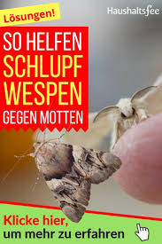 So Helfen Schlupfwespen Gegen Motten Haushaltsfee Org