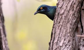 Image result for Gossypioides kirkii