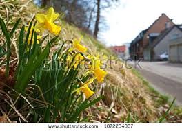 Bunch Of Yellow Daffodils Flowers At Sunny Spring Day Growing On Grass Next To Road In Helsingborg City In Sweden Yellow Daffodils Daffodil Flower Daffodils