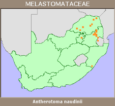 Image result for Antherotoma naudinii