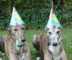 Greyhounds In Party Hats I Love It Via Never Say Never Greyhounds Greyhound My Best Friend Critter