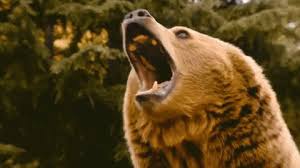 If vladimir putin really could ride a bear it would get a lot more publicity. Funny Gif S And Meme S To Help Pass The Time Page 154 King Community