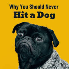 How to stop bad dog behavior. Why Hitting Dogs Is Unacceptable Pethelpful