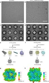 The Structural Basis Of Rubisco Phase Separation In The Pyrenoid Biorxiv Fisher ca 871 system repair series part 2 first evaluation.