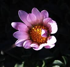 Image result for Dimorphotheca