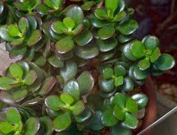 Image result for Crassula globularioides