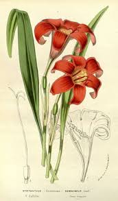 Image result for Cyrtanthus rhodesianus