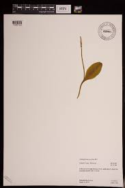 Image result for Ophioglossum gomezianum