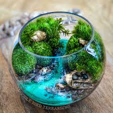 Beneficial Insects In The Terrarium In 2020 Tropical Terrariums Terrarium Moss Terrarium