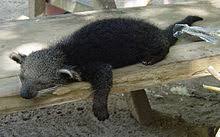 He also leads an army of other. Binturong Wikipedia