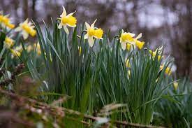 Narcissus Pseudonarcissus Wild Daffodil