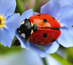 Pest control solutions for your toronto home. Lady Bug Pest Control Toronto Pest Control Toronto Pestend Affordable Pest Exterminator