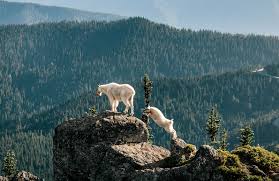 We did not find results for: Mountain Goat Mammal Britannica