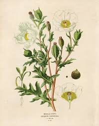 Vintage Mexican Poppy Print Wildflower Texas Botanical Flower Etsy Botanical Drawings Botanical Prints Flower Drawing