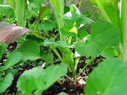 Seismic shift in the regulatory tide. Farm In The City Life Built Poems