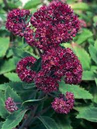 Plants addicts is here to help you complete your never ending garden! Sedum Blade Runner Bluestone Perennials Flowers Perennials Sedum Sedum Plant