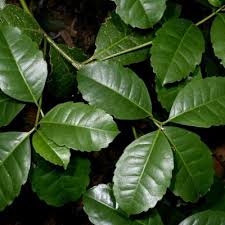 Image result for Xymalos monospora